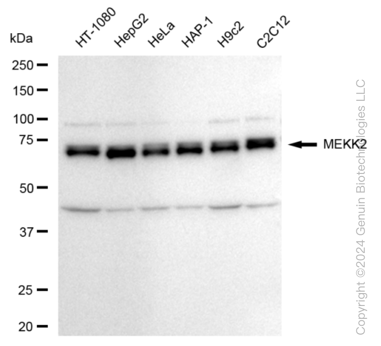 MAP3K2 antibody