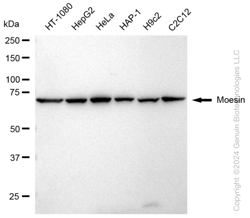 MSN antibody