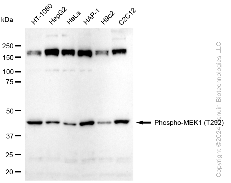 MAP2K1 antibody