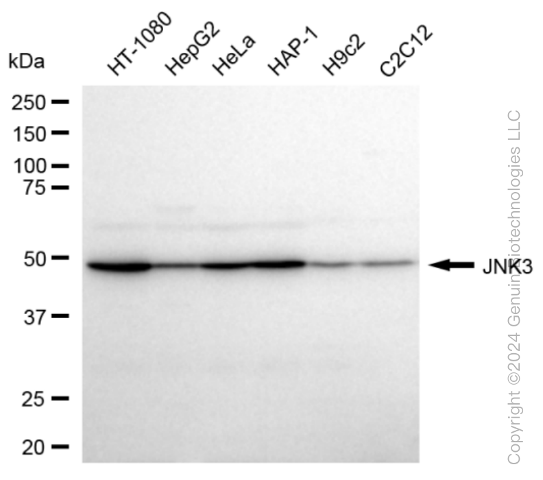 MAPK10 antibody