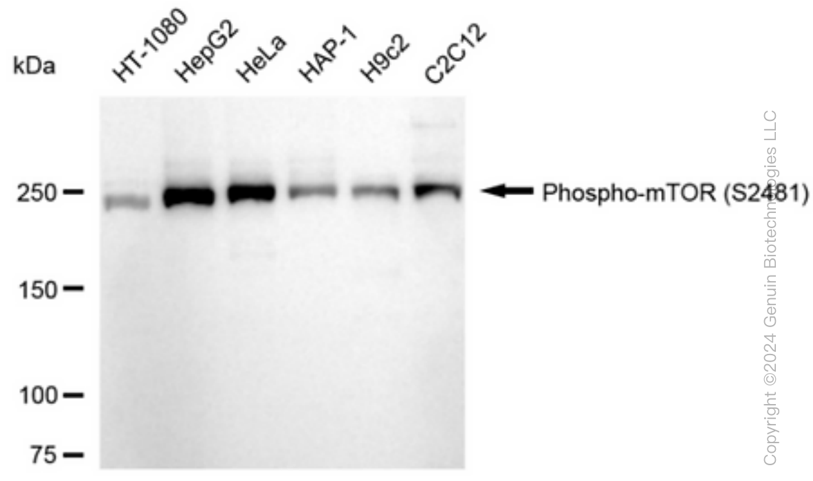 MTOR antibody