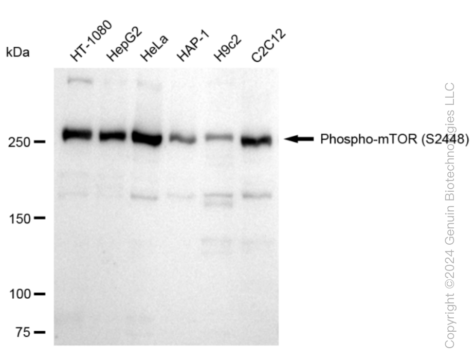 MTOR antibody