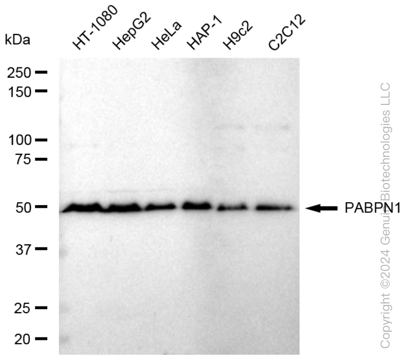PABPN1 antibody