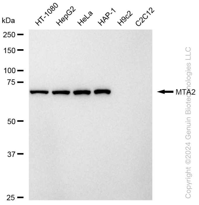 MTA2 antibody