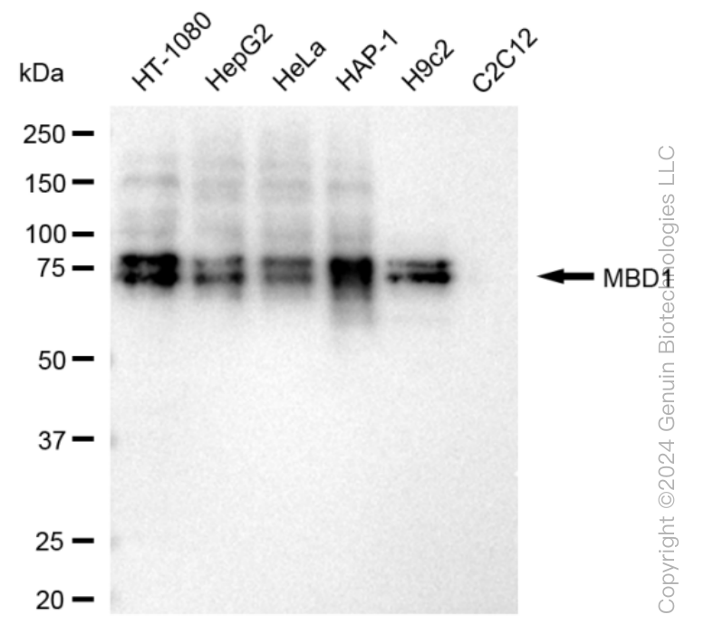 MBD1 antibody