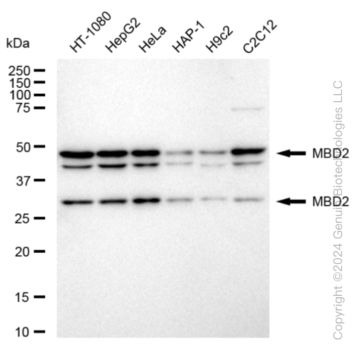 MBD2 antibody