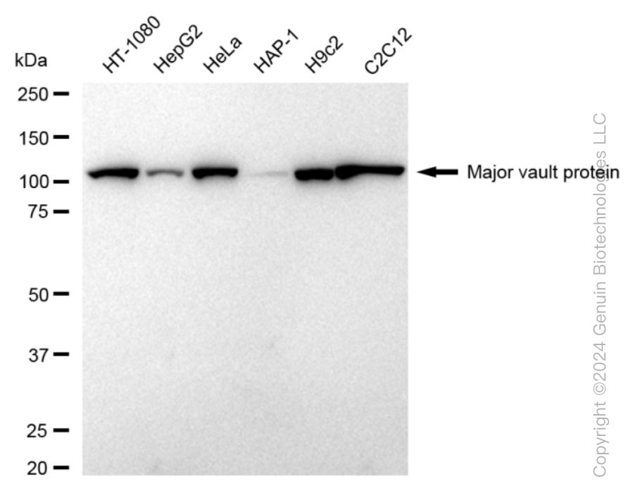 MVP antibody