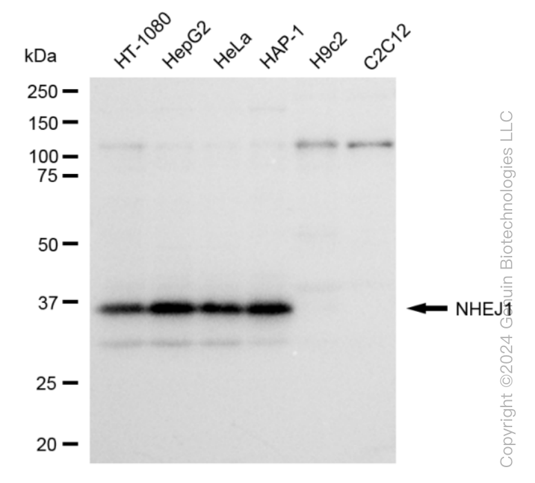 NHEJ1 antibody