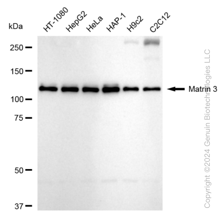 MATR3 antibody