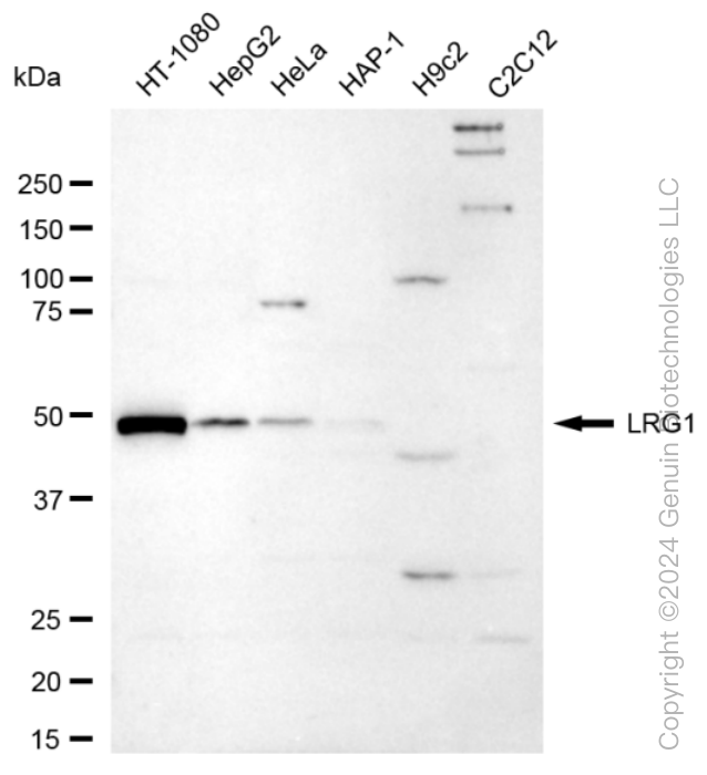 LRG1 antibody