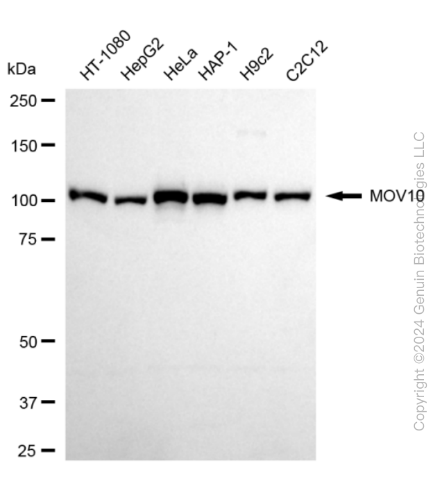 MOV10 antibody