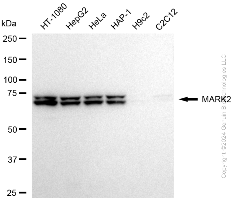MARK2 antibody