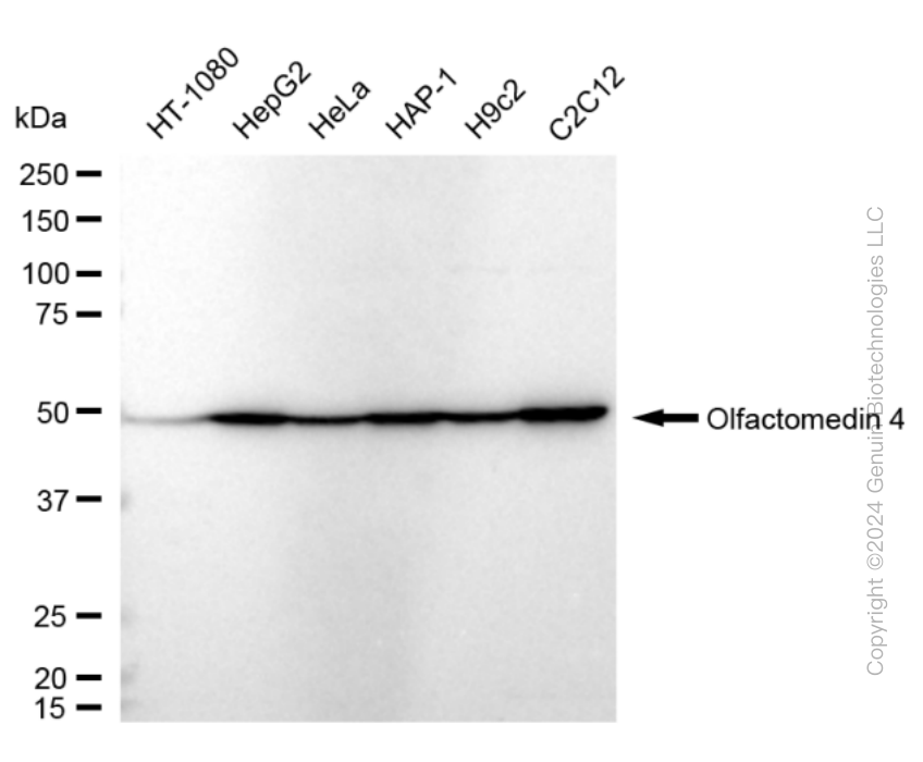 OLFM4 antibody