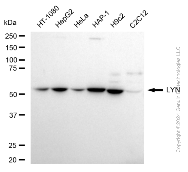 LYN antibody