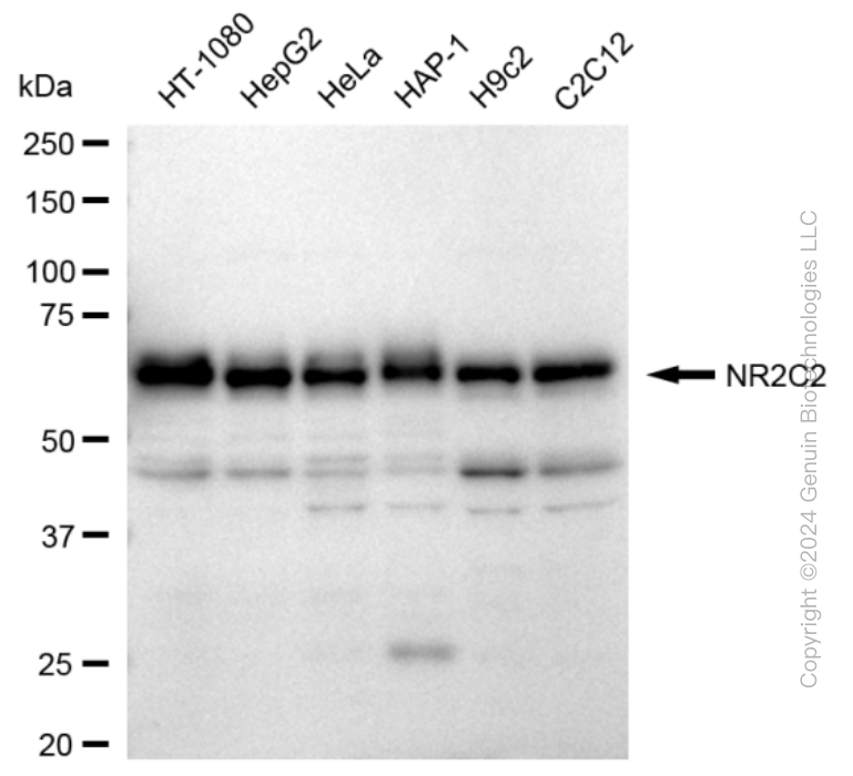 NR2C2 antibody