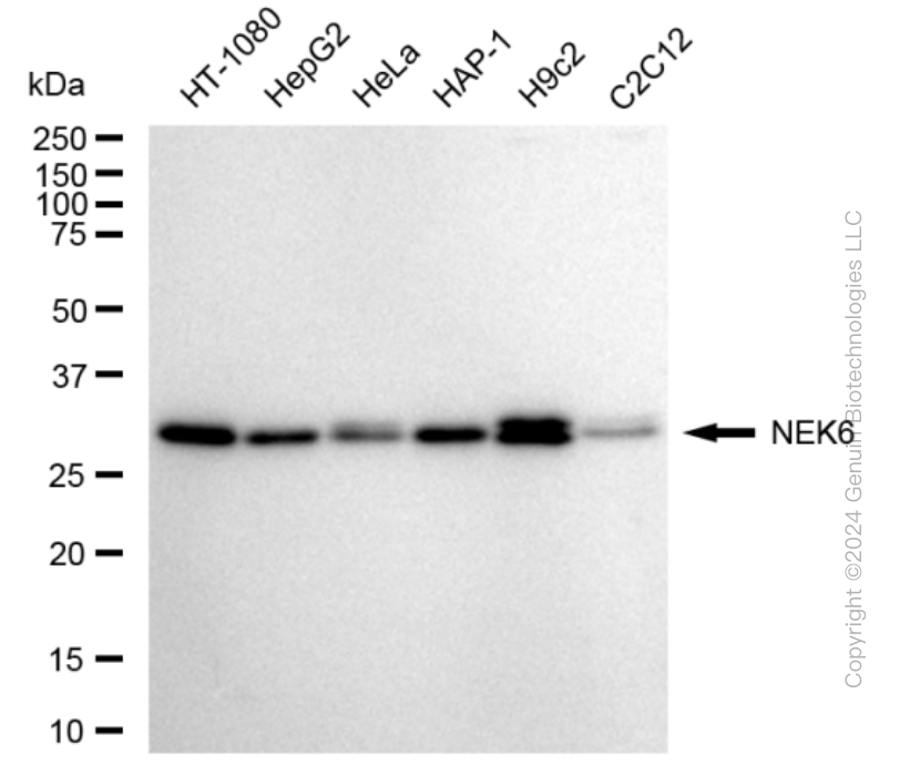 NEK6 antibody