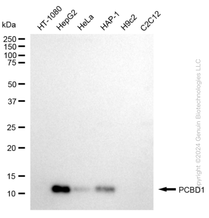 PCBD1 antibody