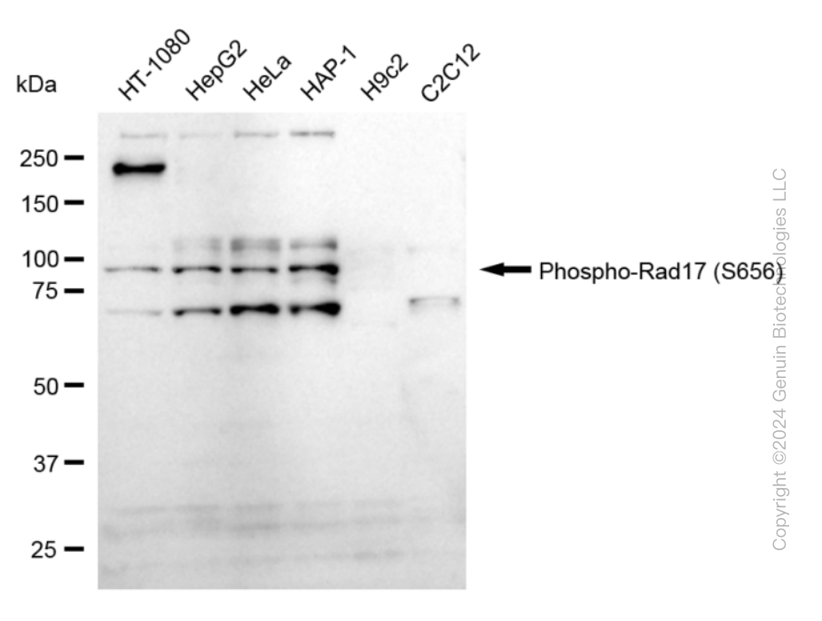 RAD17 antibody
