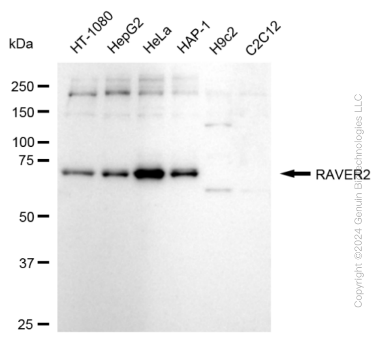 RAVER2 antibody