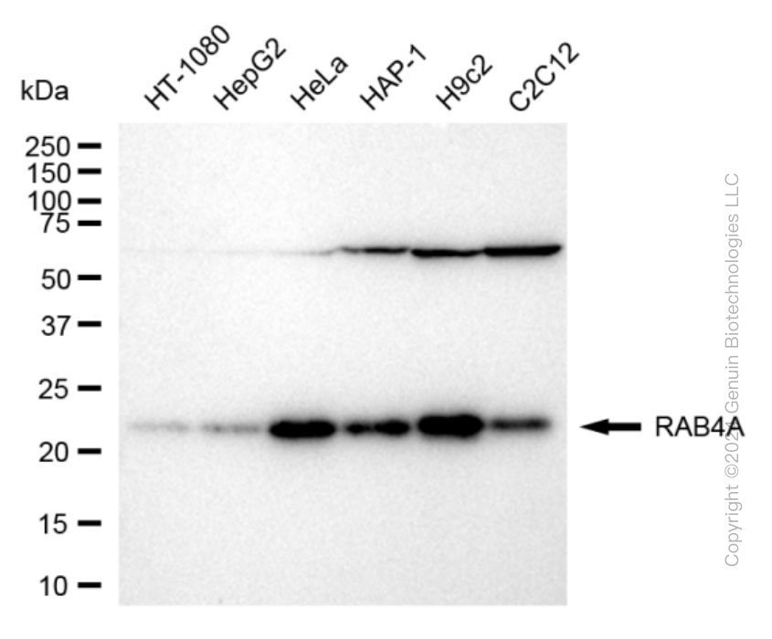 RAB4A antibody