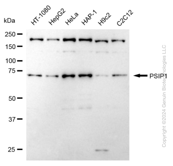 PSIP1 antibody