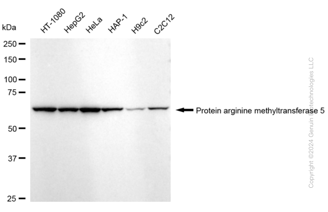 PRMT5 antibody