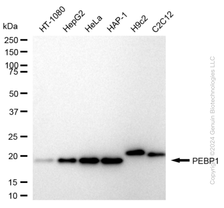 PEBP1 antibody