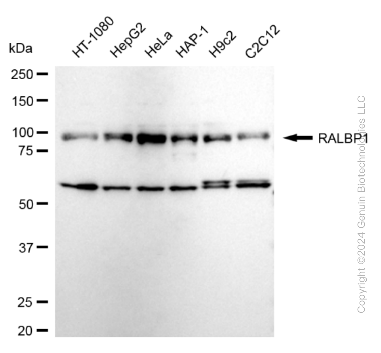 RALBP1 antibody