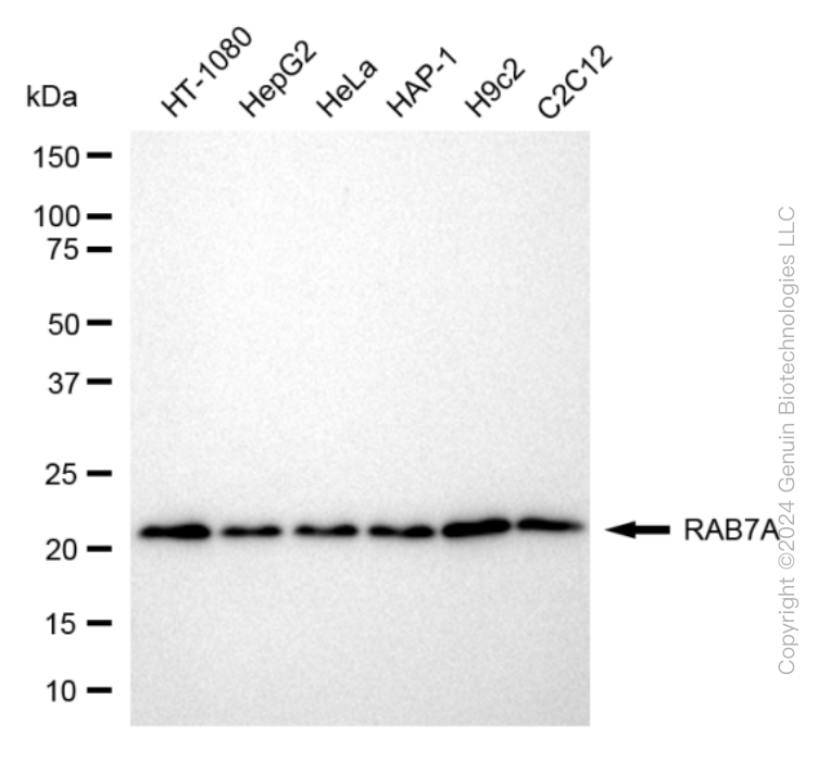 RAB7A antibody