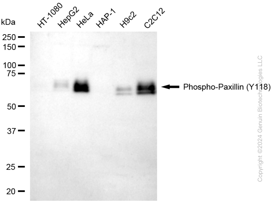 PXN antibody