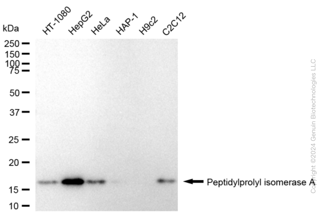 PPIA antibody