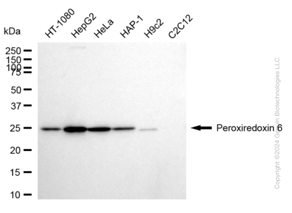 PRDX6 antibody
