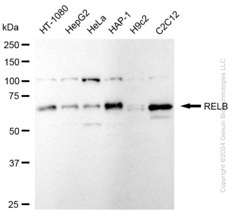RELB antibody