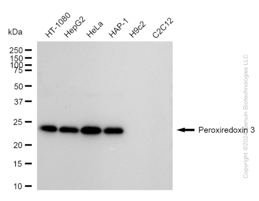 PRDX3 antibody