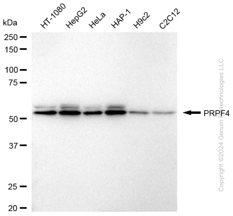 PRPF4 antibody