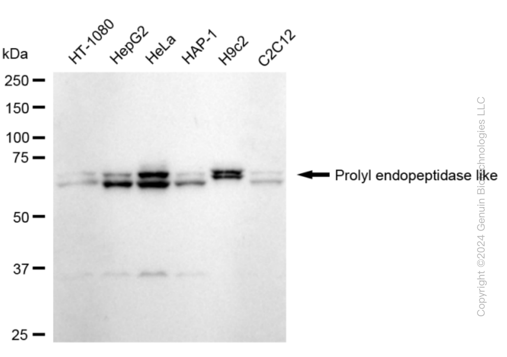 PREPL antibody