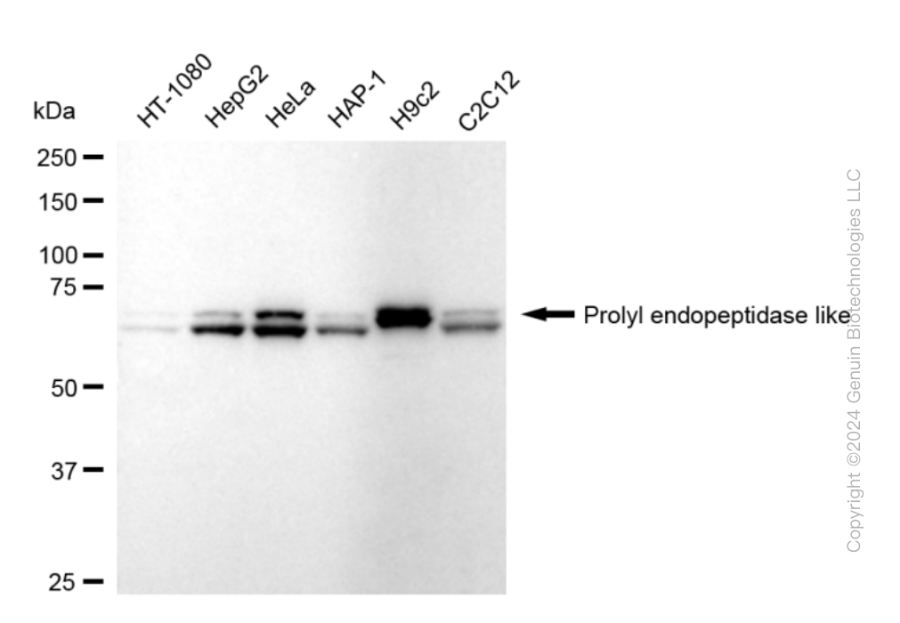 PREPL antibody