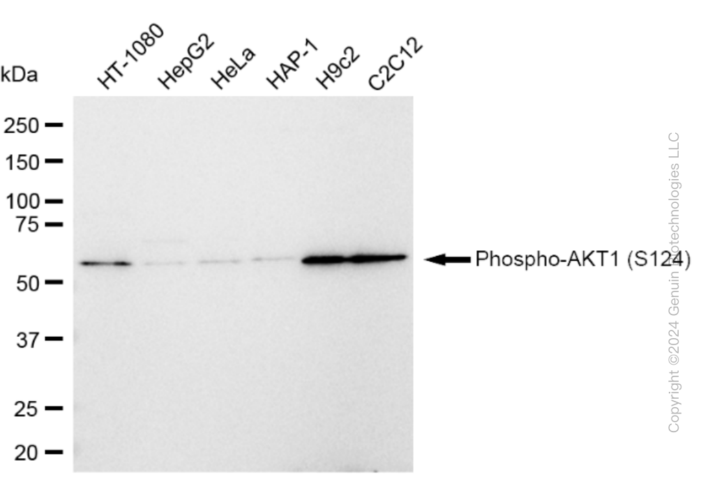 AKT1 antibody