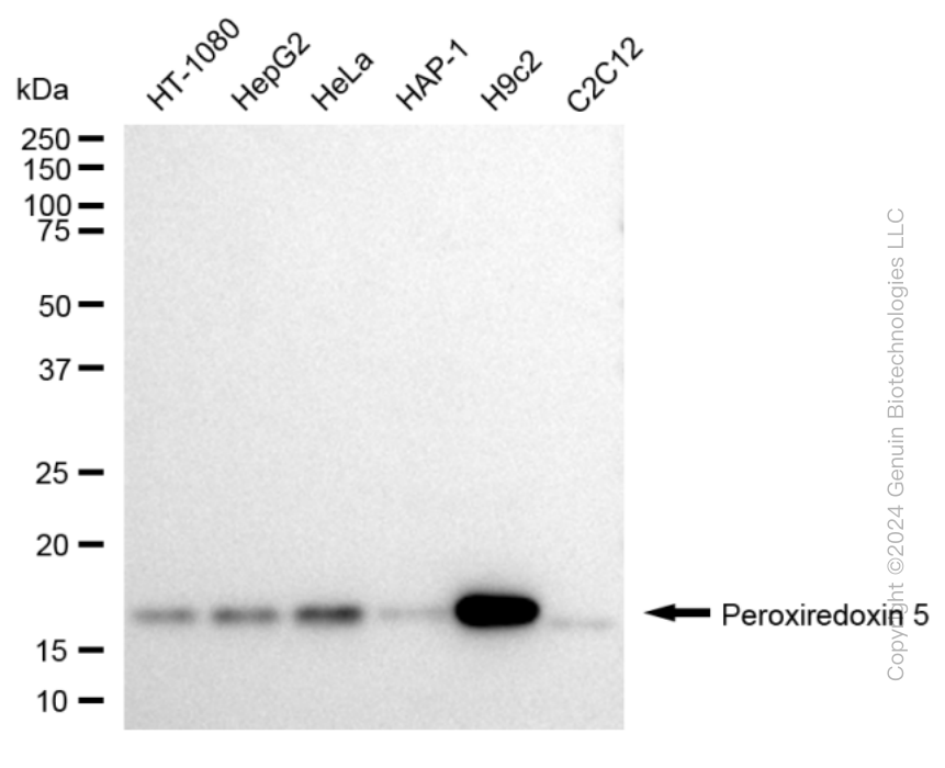 PRDX5 antibody