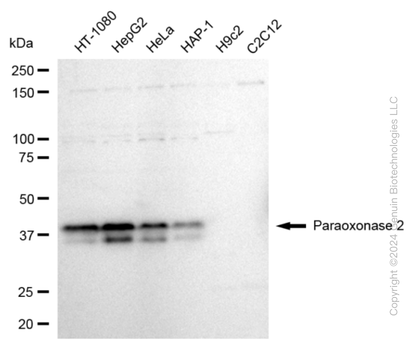 PON2 antibody