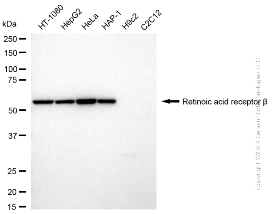 RARB antibody