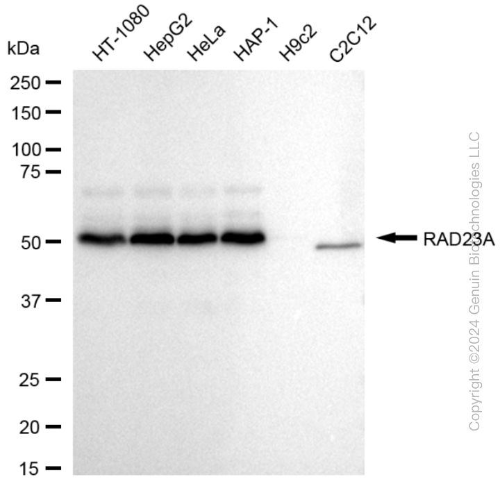 RAD23A antibody