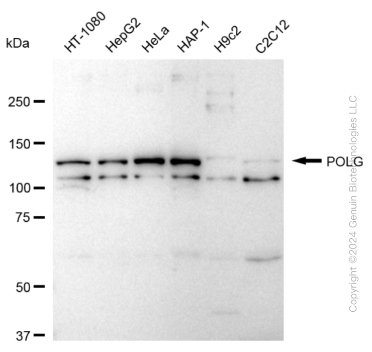POLG antibody
