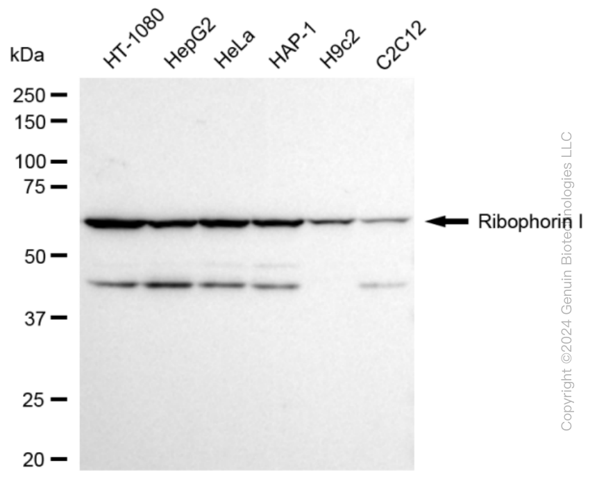 RPN1 antibody
