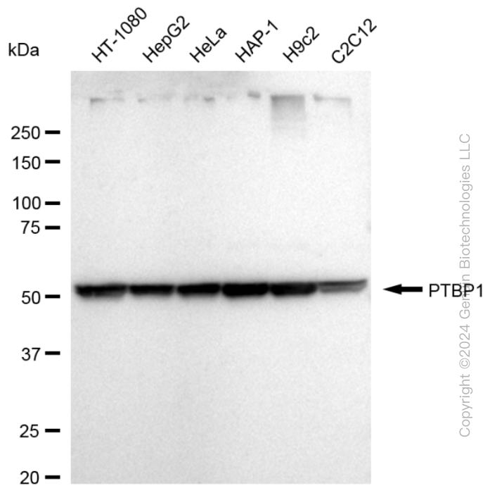 PTBP1 antibody