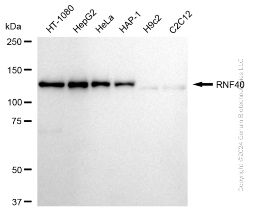 RNF40 antibody