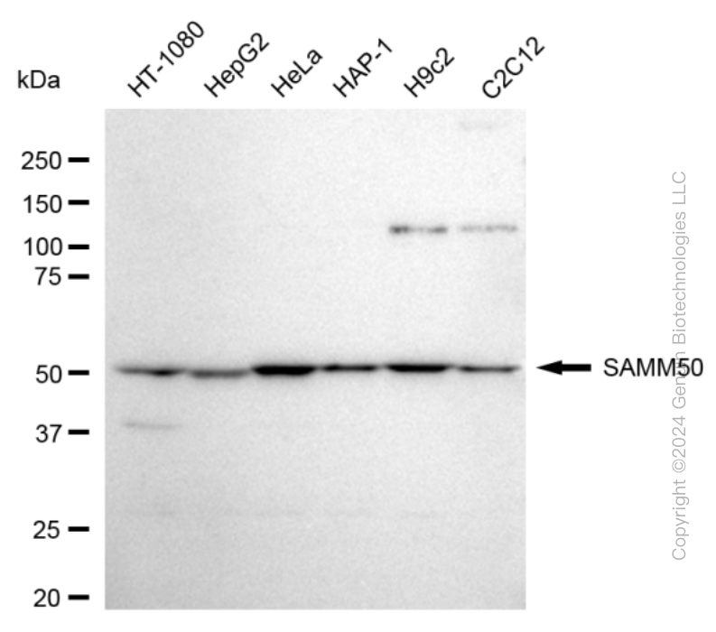 SAMM50 antibody