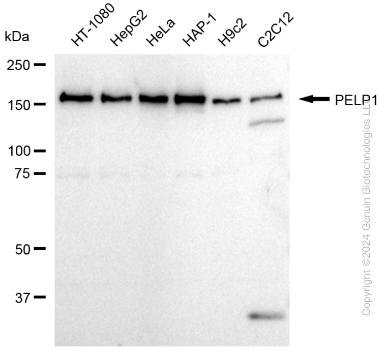 PELP1 antibody