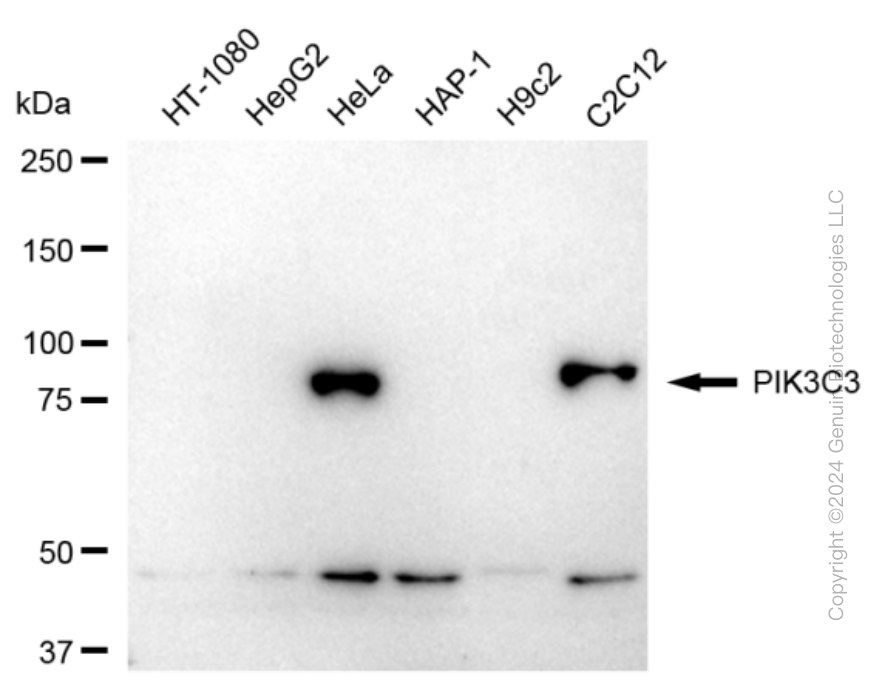 PIK3C3 antibody