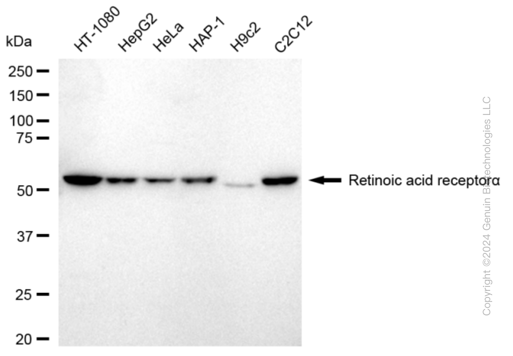 RARA antibody
